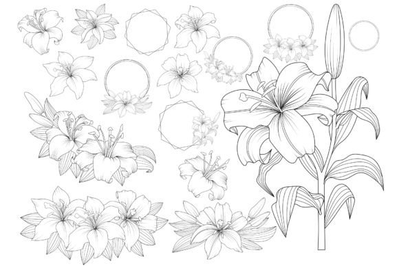 Review: Vector Outline Lily Floral Frames for Embroidery